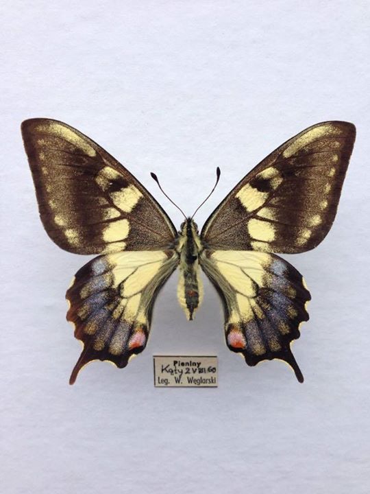 Papilio machaon gorganus (aberrant) (Internet Image property of respective owner, non-commercial use only)